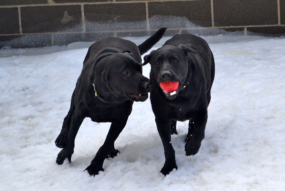 two labs playing