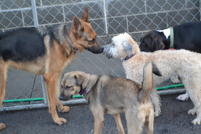 dogs playing at daycare