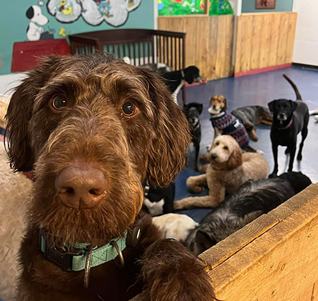 dog looking at camera with a group of dogs behind the dog