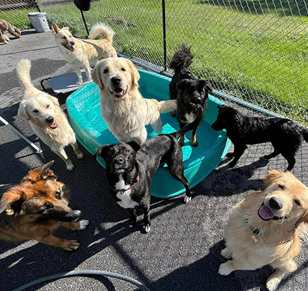 group of dogs at daycare